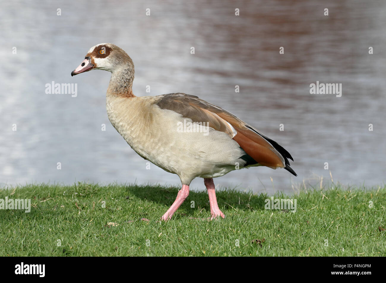 Oca egiziana, Alopochen aegyptiac,un singolo uccello da acqua, Derbyshire, Ottobre 2015 Foto Stock