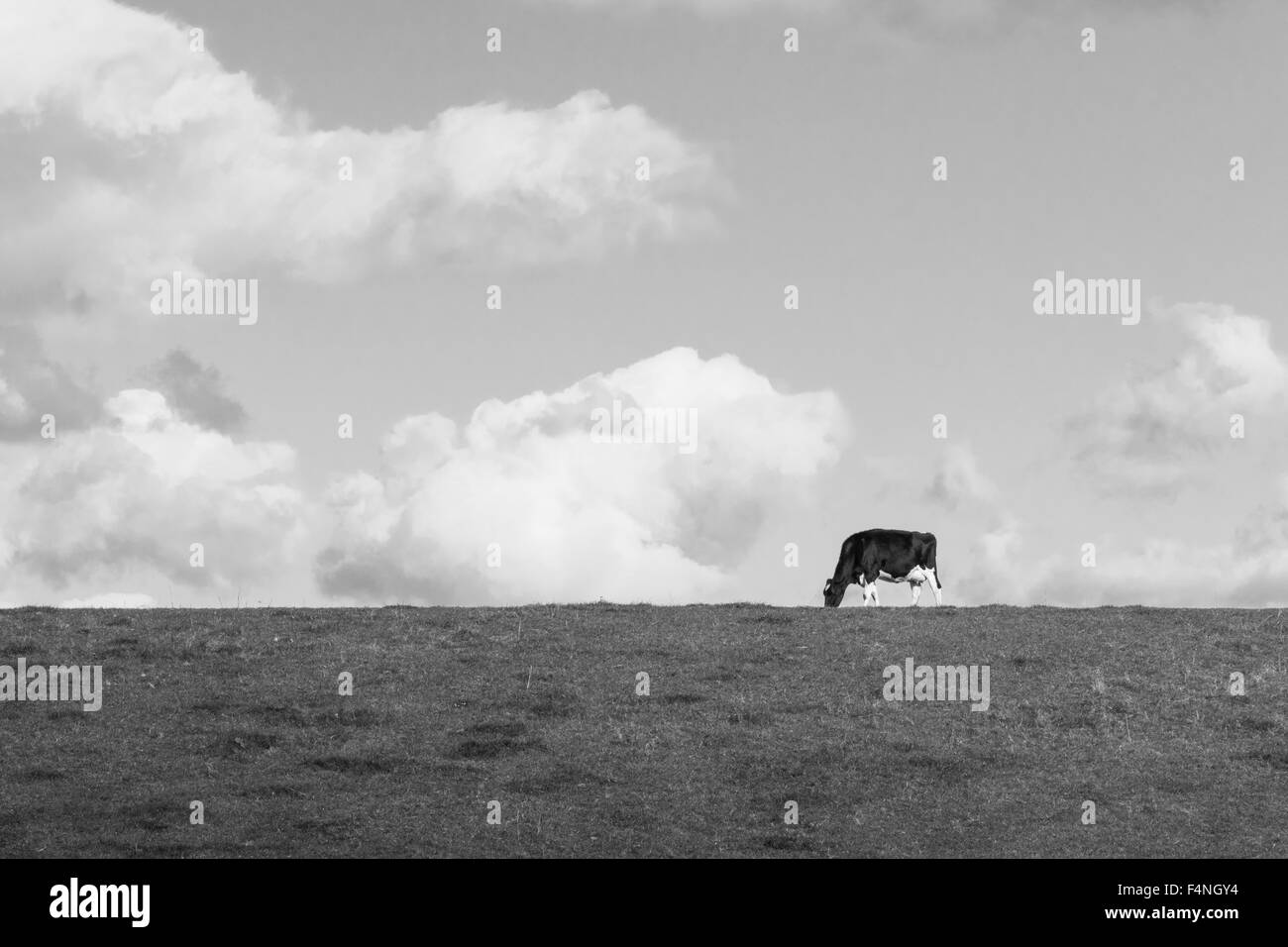 Il frisone il bestiame in una fattoria britannica, monocromatiche in Inghilterra, Regno Unito Foto Stock