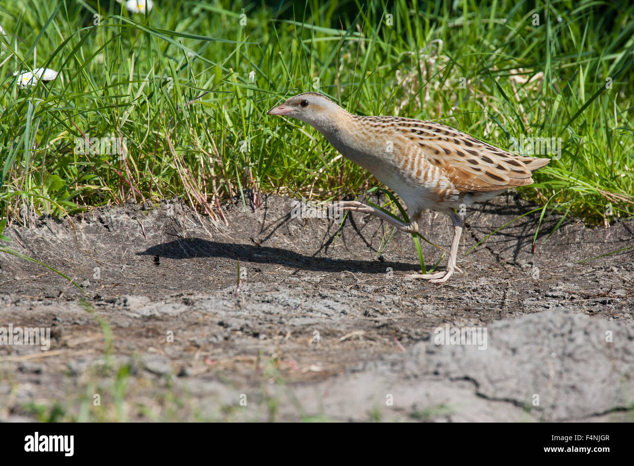 Re di Quaglie Crex crex, adulto, stalking in prato, North Uist, Ebridi Esterne, UK in maggio. Foto Stock