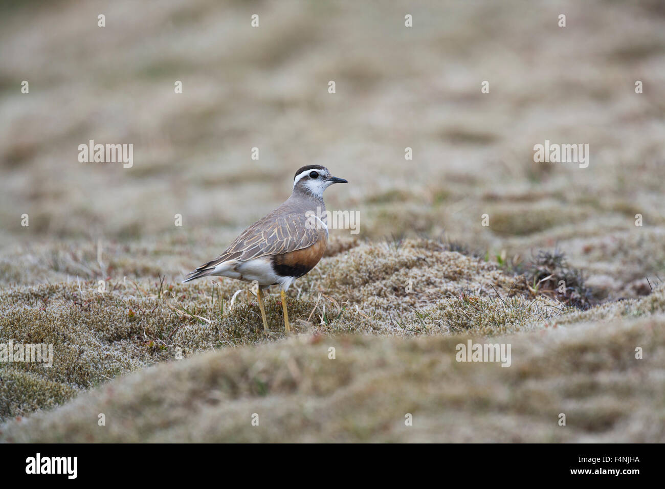 Piviere Tortolino Charadrius morinellus, femmina sulla brughiera a Carn Mòr Ban, Scozia in maggio. Foto Stock