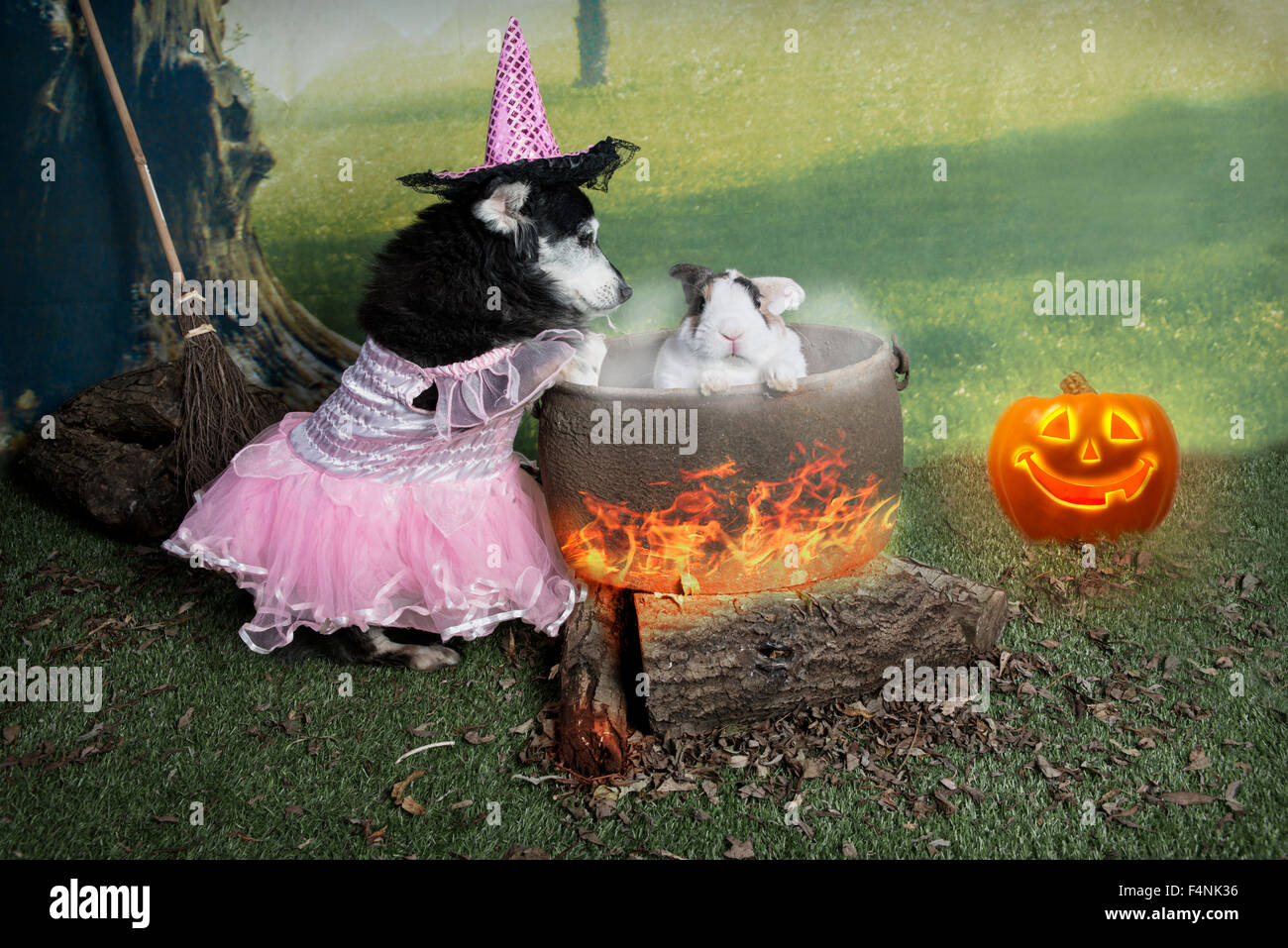 Un comico Halloween immagine di un Nero terrier cane fingendo di cucinare un coniglio bianco in una pentola (nessun animale è stato ferito ) Foto Stock