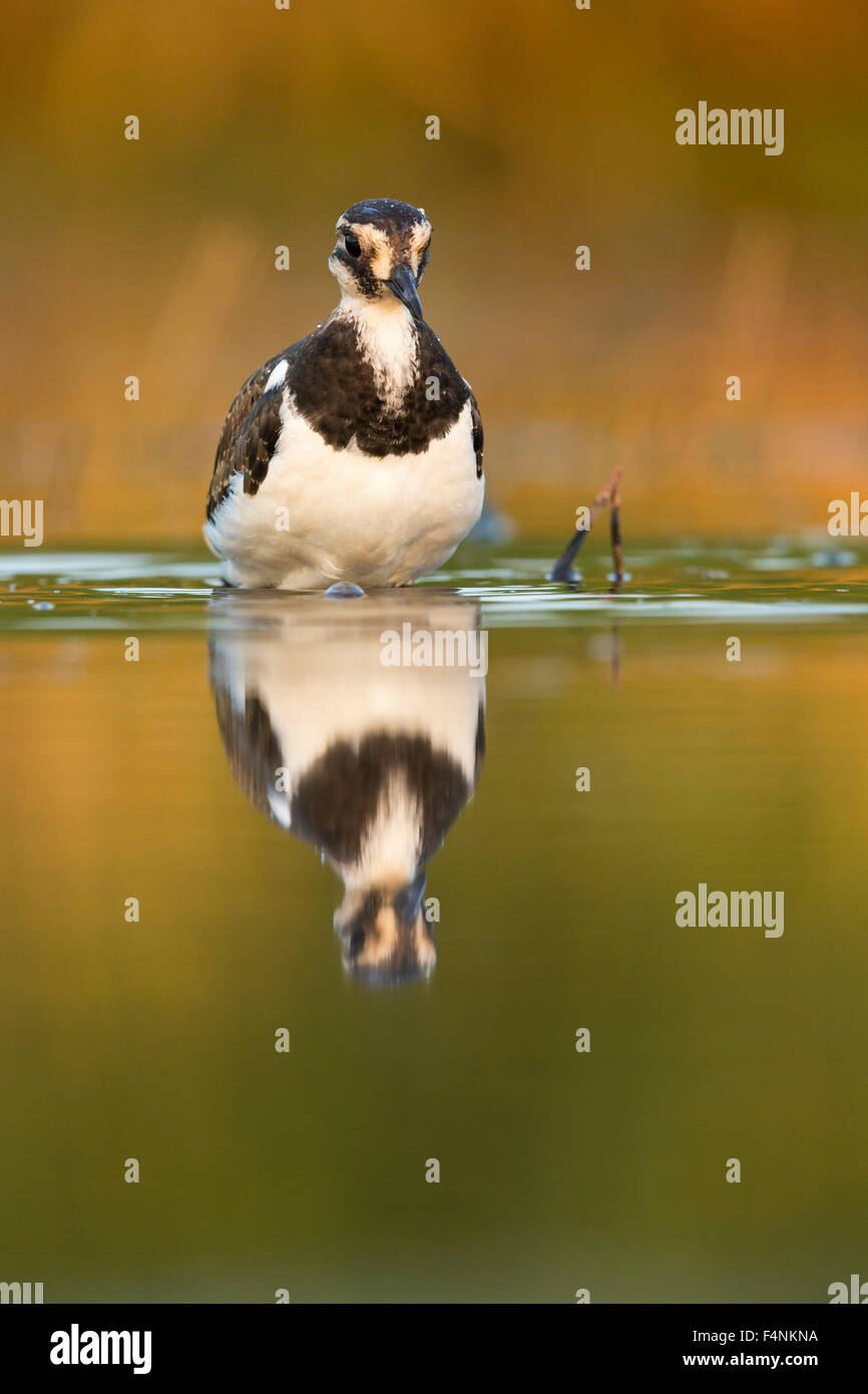 Pavoncella Vanellus vanellus, capretti, riflessione su marsh, Tiszaalpár, Ungheria in luglio. Foto Stock