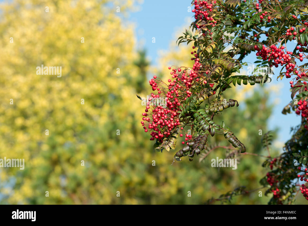 Sorbus rose regina. Rowan tree con frutti di bosco in autunno. Regno Unito Foto Stock