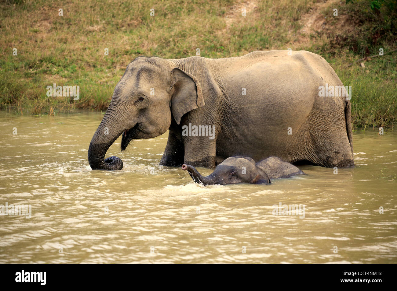 Il governo dello Sri Lanka elephant (Elephas maximus maximus), madre di vitello in acqua potabile, Yala National Park, Sri Lanka Foto Stock