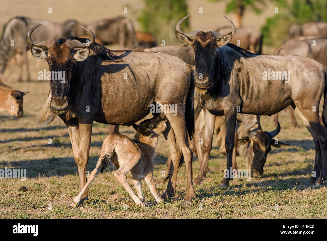 Wildebeests o gnus (Connochaetes taurinus), mucca infermieri di vitello, il Masai Mara riserva nazionale, Narok County, Kenya Foto Stock