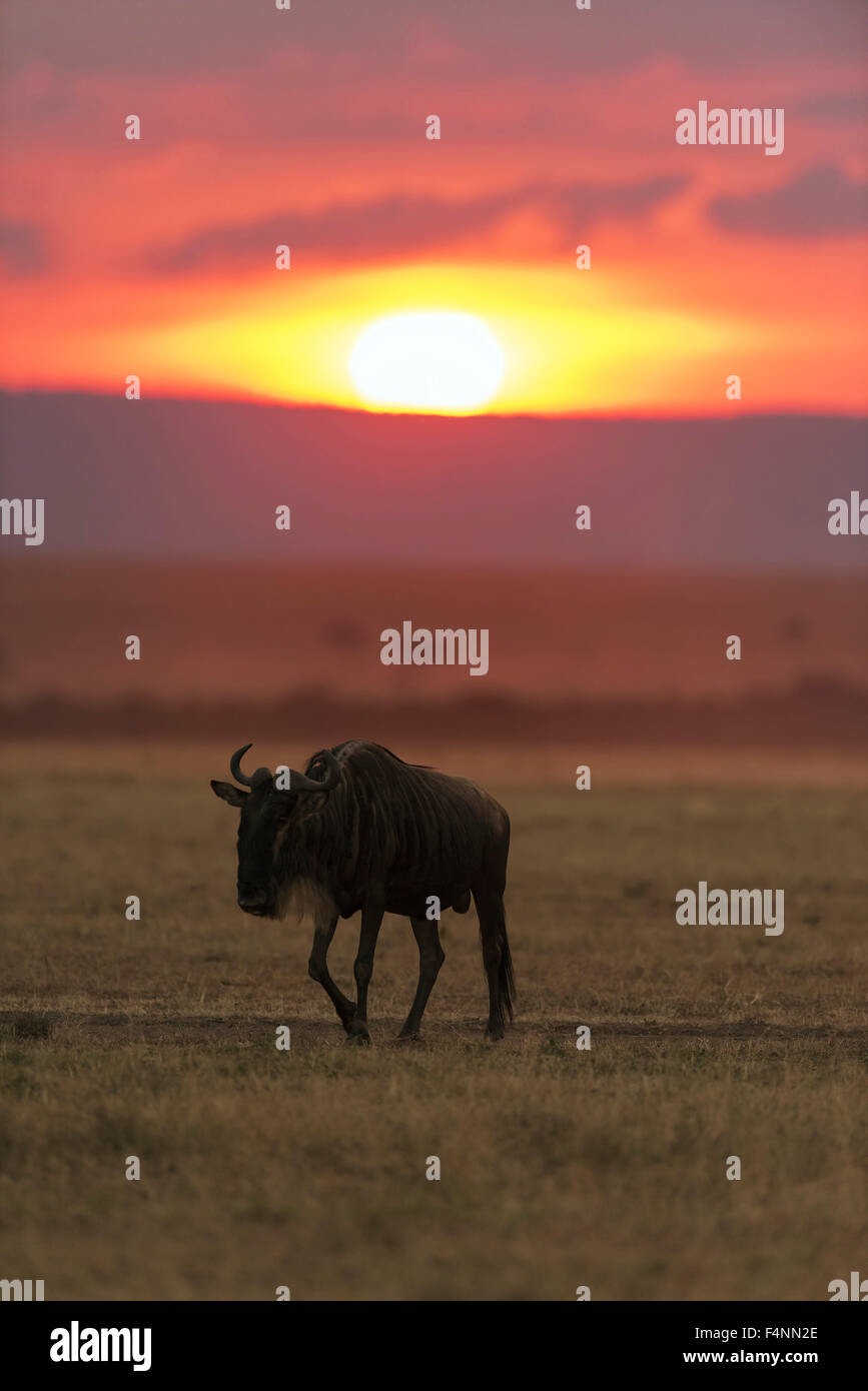 Gnu o GNU (Connochaetes taurinus) passeggiate sui pascoli, tramonto, il Masai Mara riserva nazionale, Narok County, Kenya Foto Stock