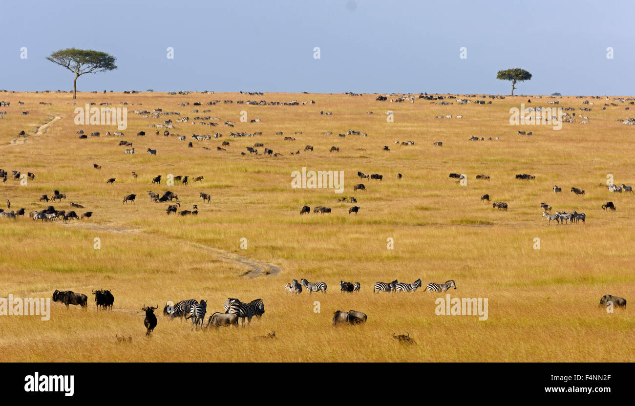 Allevamento di wildebeests o gnus (Connochaetes taurinus) la migrazione, meridionale il Masai Mara, il Masai Mara riserva nazionale, Narok County Foto Stock