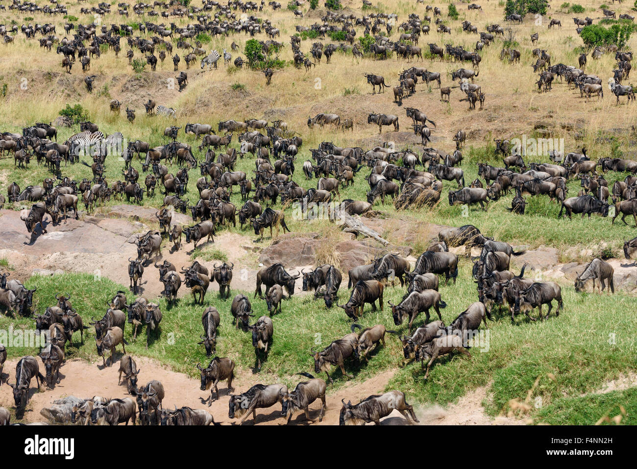 Allevamento di wildebeests o gnus (Connochaetes taurinus) si riuniranno presso il fiume di sabbia, il Masai Mara riserva nazionale, Narok County, Kenya Foto Stock