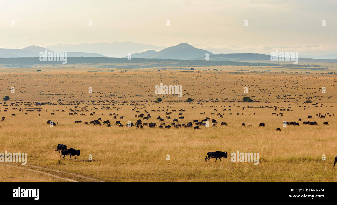 Allevamento di wildebeests o gnus (Connochaetes taurinus) la migrazione, meridionale il Masai Mara, il Masai Mara riserva nazionale, Narok County Foto Stock