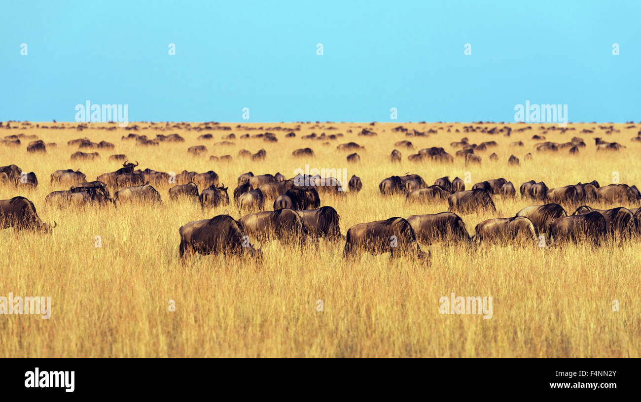 Allevamento di wildebeests o gnus (Connochaetes taurinus) la migrazione, meridionale il Masai Mara, il Masai Mara riserva nazionale, Narok County Foto Stock