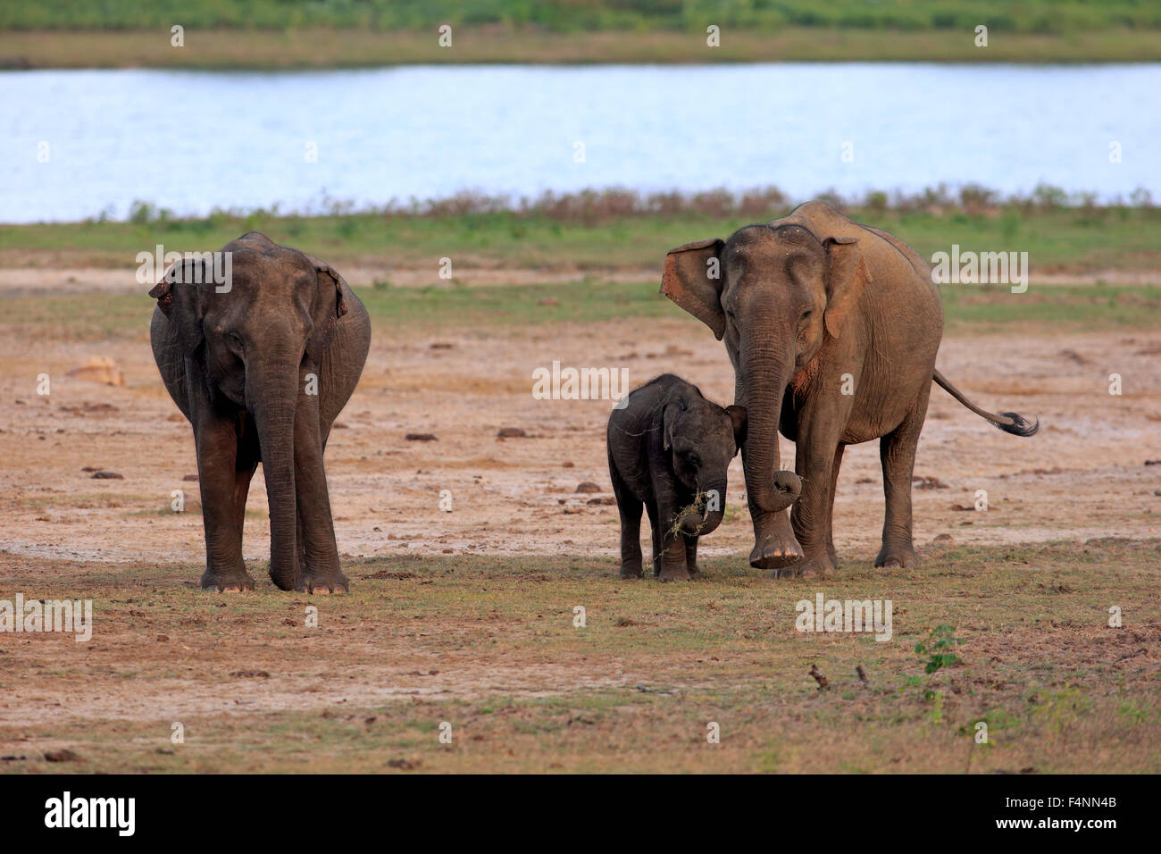 Il governo dello Sri Lanka elephant (Elephas maximus maximus), gruppo con la madre con vitello, mangiare, femmina, gruppo, Yala National Park, Sri Lanka Foto Stock