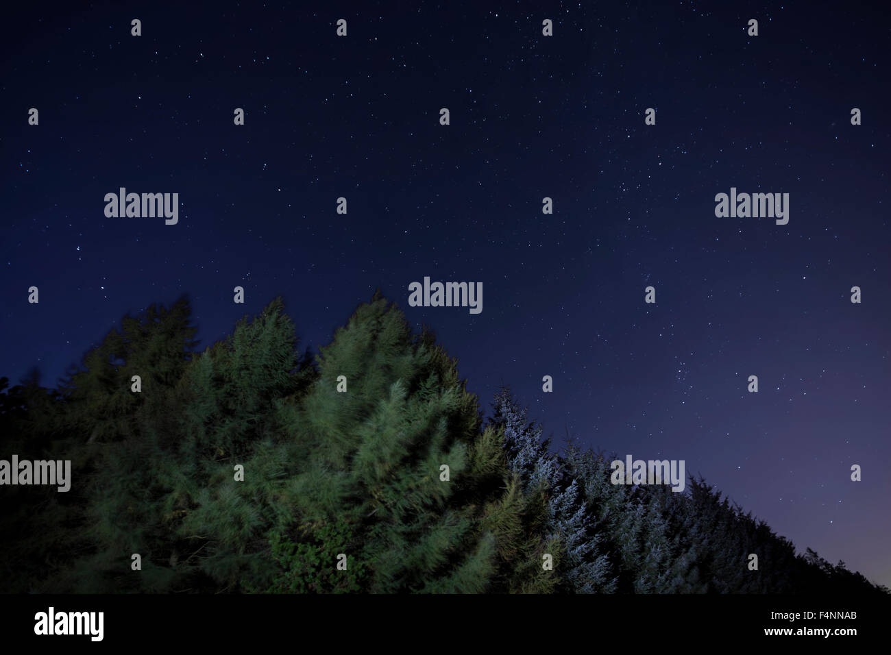 Il cielo di notte con alberi guardando verso Polaris, Stella del Nord Foto Stock