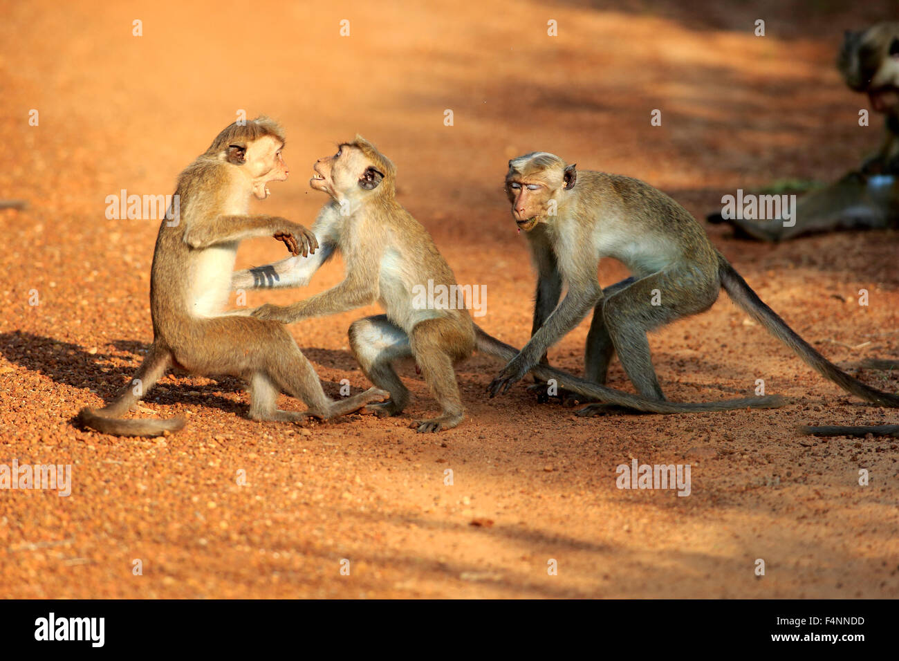 Toque macaque (Macaca sinica), Adulto, gruppo combattimenti, Yala National Park, Sri Lanka Foto Stock