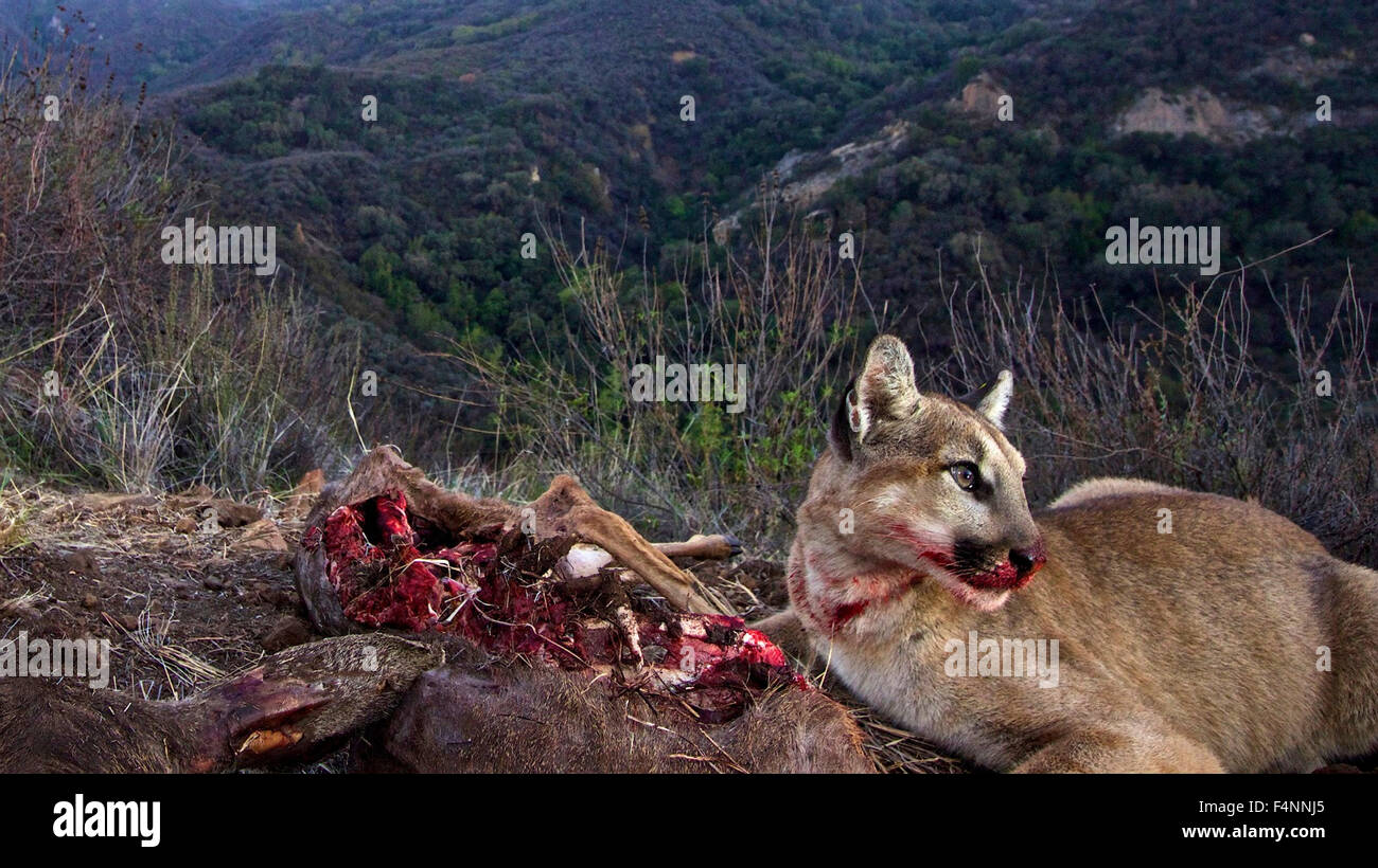 Un California cougar gattino contrassegnate come P-30 è catturata su un telecomando gioco fotocamera dai biologi con un recente Mule Deer kill Marzo 24, 2015 in Malibu Creek State Park vicino a Calabasas, California Foto Stock