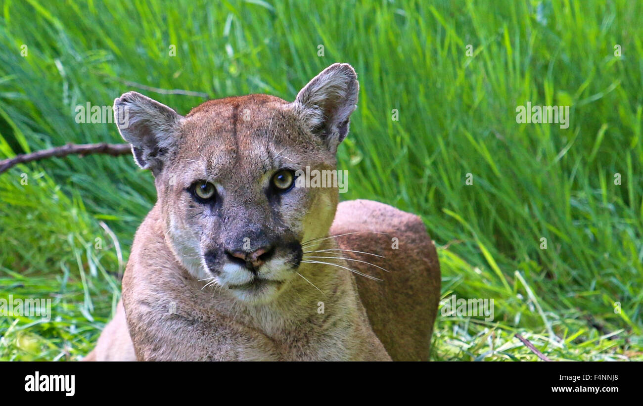 Un maschio della California cougar catturata su un telecomando gioco fotocamera dai biologi Marzo 22, 2015 all'estremità orientale della Santa Susana montagne, California Foto Stock