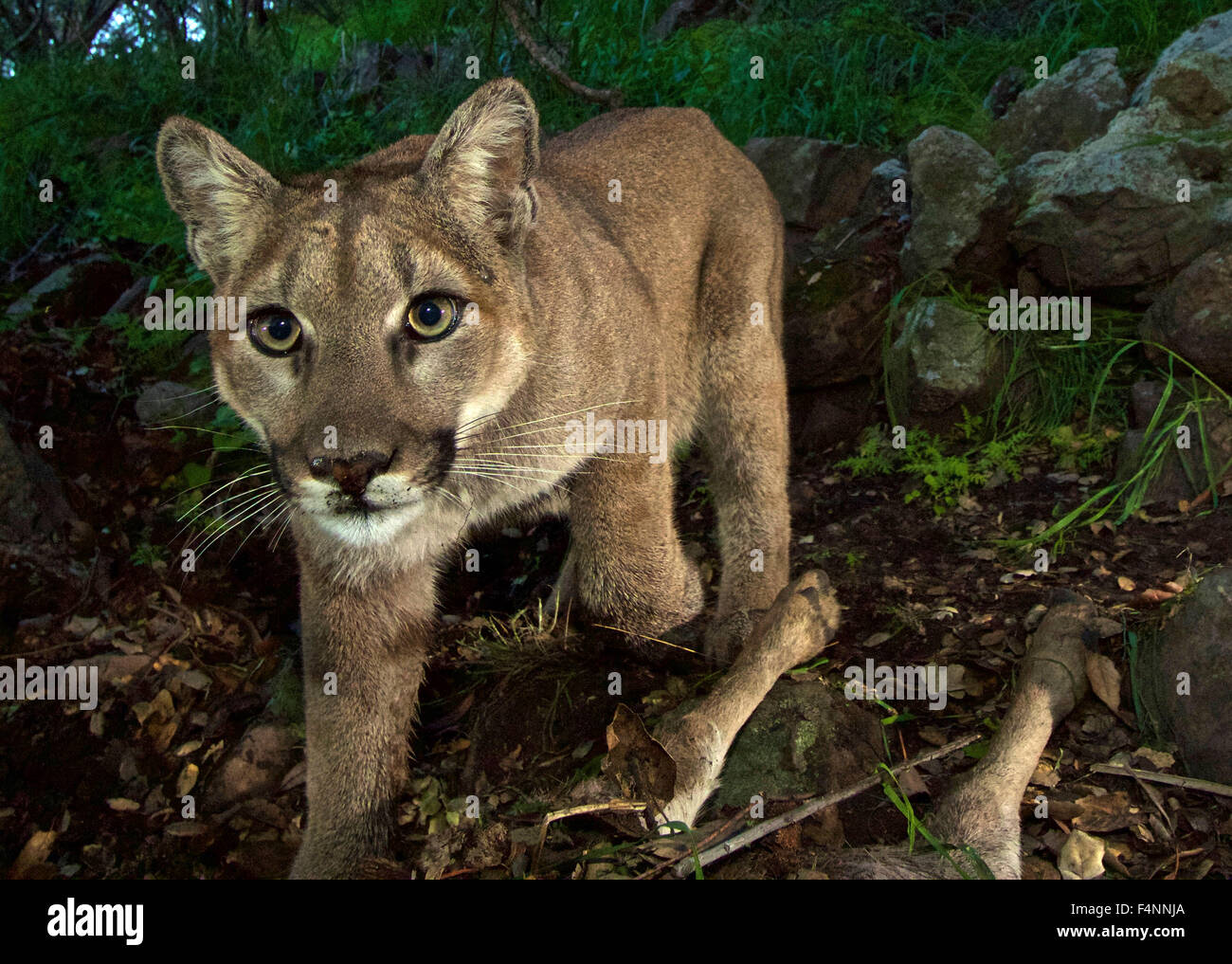 Una femmina di California cougar contrassegnate come P-33 è catturata su un telecomando gioco fotocamera dai biologi Febbraio 9, 2015 all'estremità orientale della Santa Susana montagne vicino Camarillo, California Foto Stock
