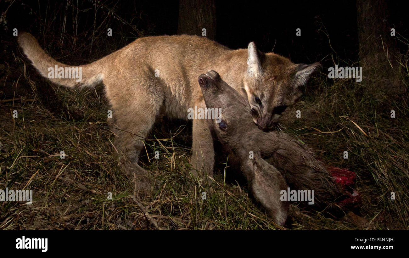 Un California cougar gattino contrassegnate come P-28 è catturata su un telecomando gioco fotocamera dai biologi con un recente Mule Deer kill Febbraio 20, 2015 in Malibu Creek State Park vicino a Calabasas, California Foto Stock