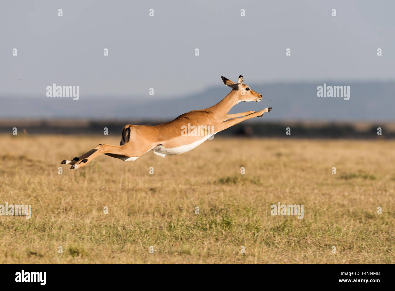 In fuga, saltando Impala (Aepyceros melampus), il Masai Mara riserva nazionale, Narok County, Kenya Foto Stock