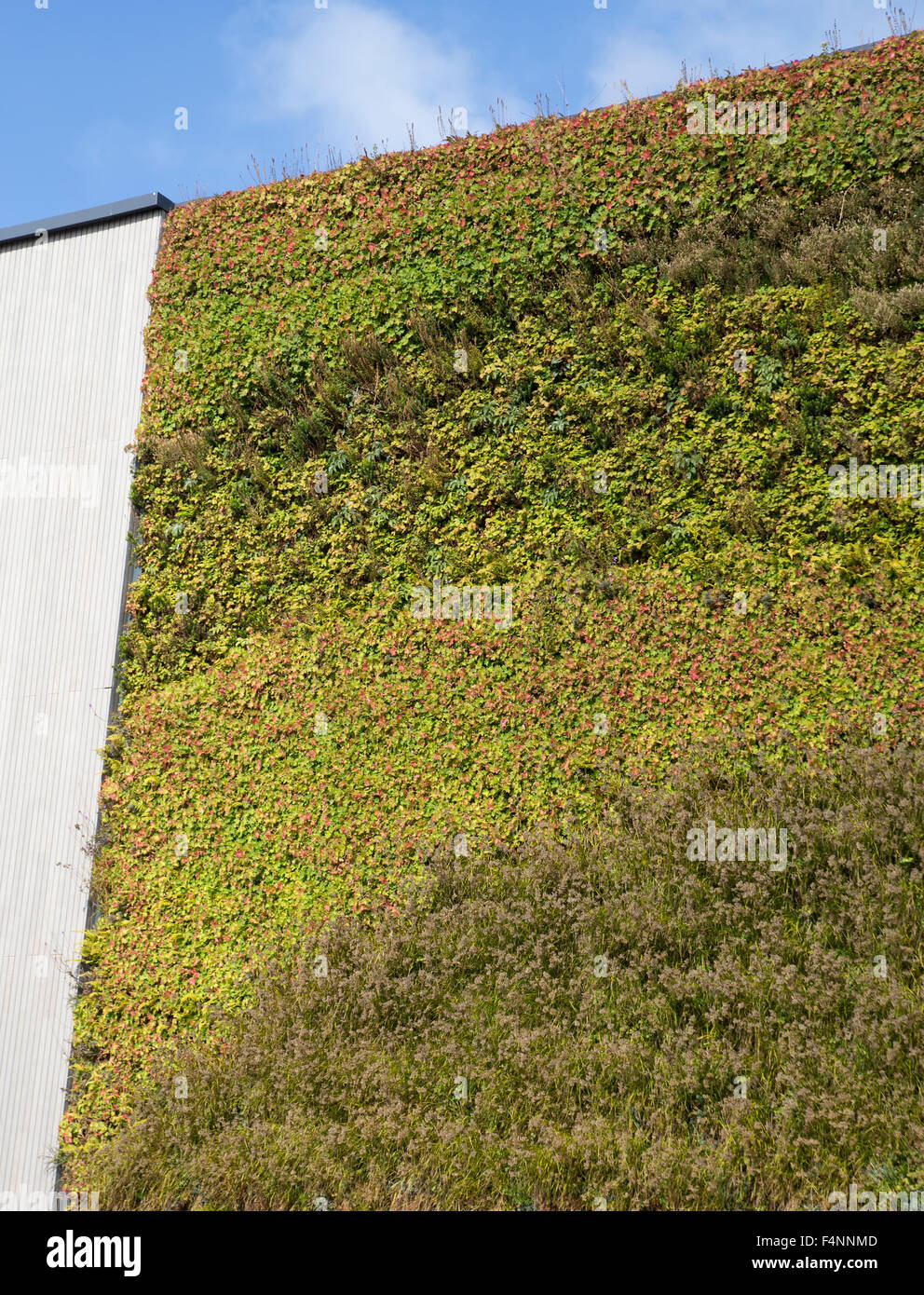 Parete Verde, muro vivente Foto Stock