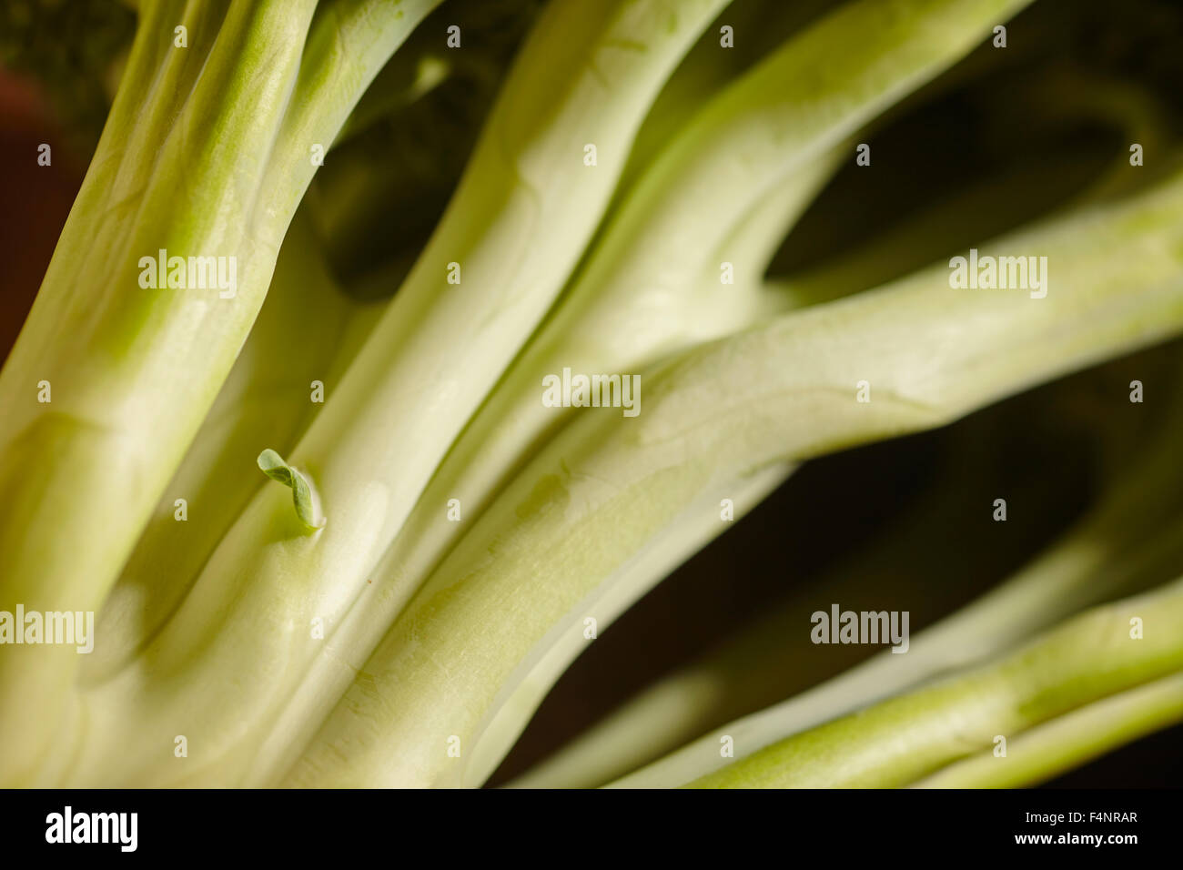 Una testa di crudo fresco broccoli Foto Stock