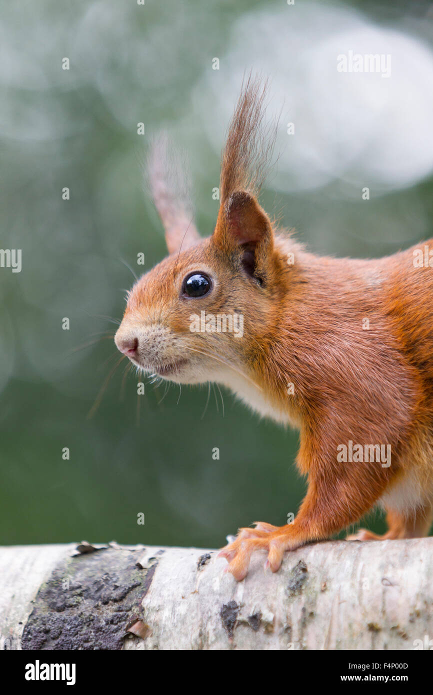 Scoiattolo rosso Sciurus vulgaris (prigioniero), alimentazione, appollaiato su albero, British Centro faunistico, Surrey, Regno Unito in aprile. Foto Stock