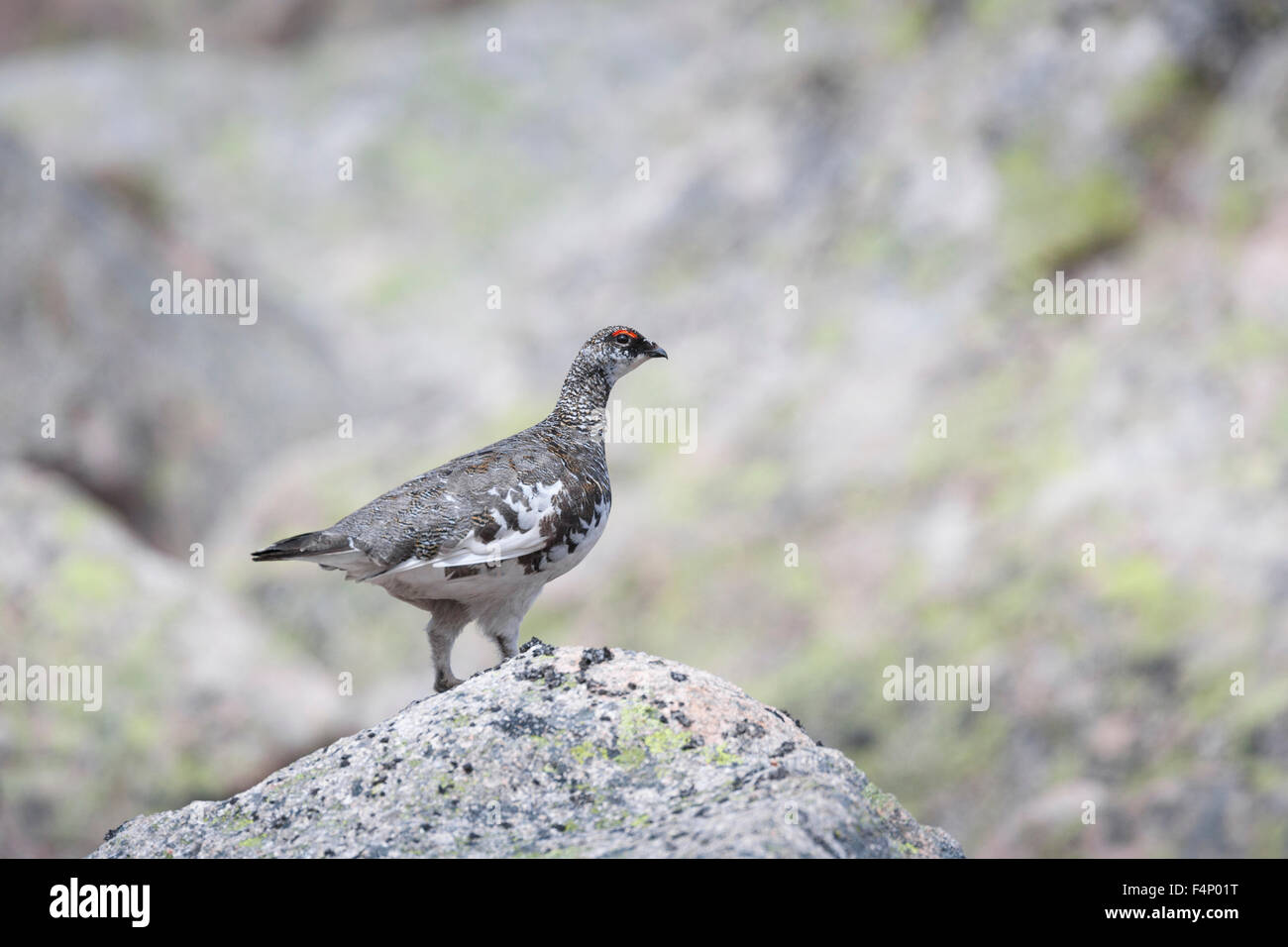 Pernice bianca Lagopus muta, maschio, appollaiato su un lichene rocce coperte, Cairngorms, Scozia in maggio. Foto Stock