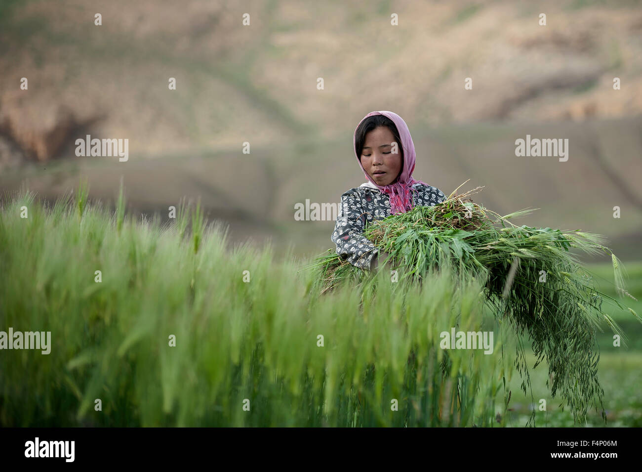 Signora giovane sta lavorando nei campi in montagna, Foto Stock