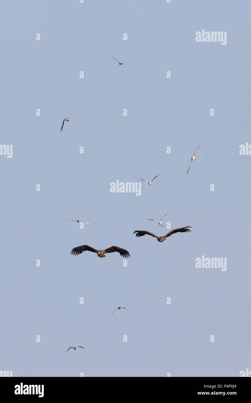 White-tailed eagles Haliaeetus albicilla, in volo, essendo assaliti da black-guidato i gabbiani, Tiszaalpár, Ungheria in giugno. Foto Stock