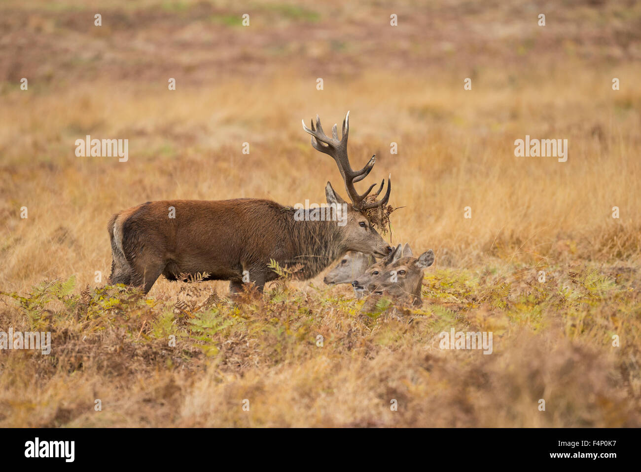 Red Deer Cervus elaphus, maschio adulto, proteggendo il suo harem di femmine, Glenfield Lodge Park, Leicestershire, Regno Unito nel mese di novembre. Foto Stock