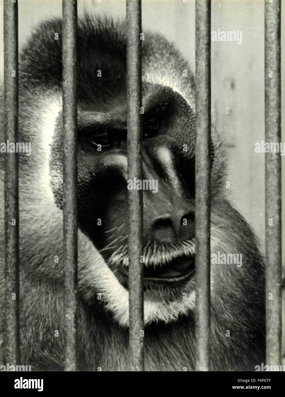 Un babbuino dietro le sbarre Foto Stock