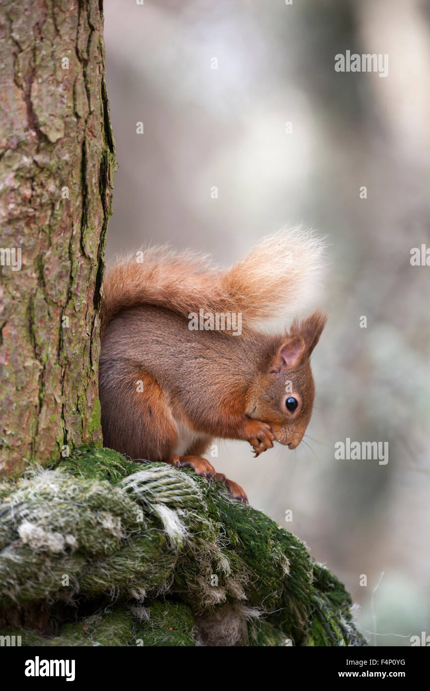 Scoiattolo rosso Sciurus vulgaris, alimentazione, appollaiato su albero, Abernethy Forest, Scotland, Regno Unito in aprile. Foto Stock