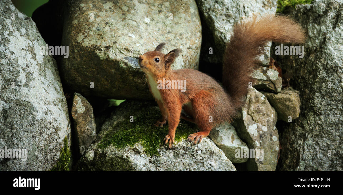 Scoiattolo rosso,Scozia,Ottobre,2015 Foto Stock