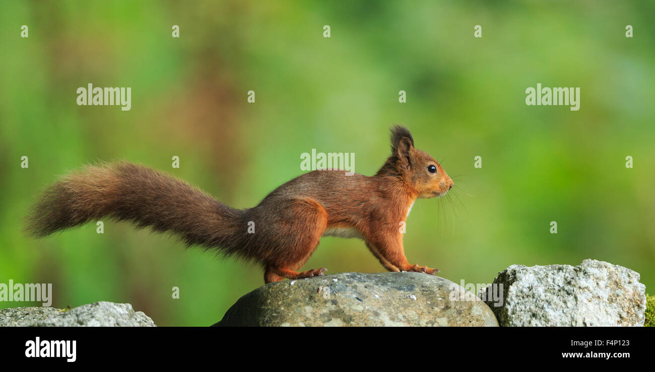 Scoiattolo rosso,Scozia,Ottobre,2015 Foto Stock