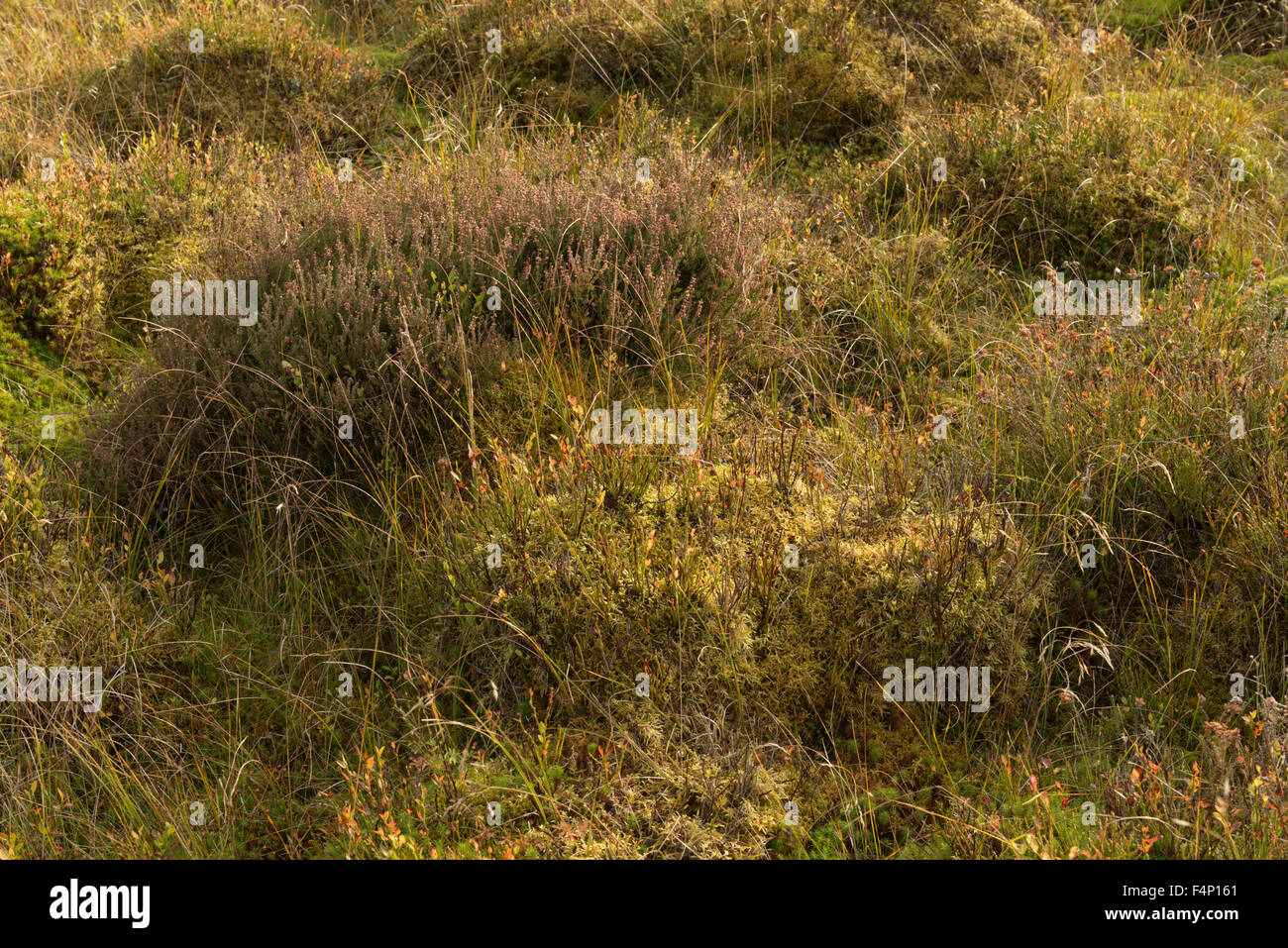 Sito della battaglia di Sheriffmuir, dettaglio di copertura di massa,Sheriffmuir,Perthshire,Scozia, Regno Unito, Foto Stock