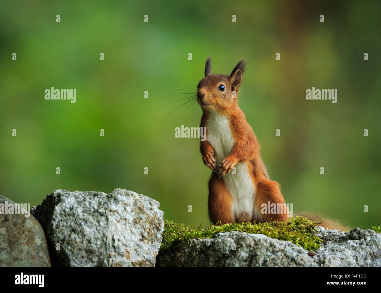Scoiattolo rosso,Scozia,Ottobre,2015 Foto Stock