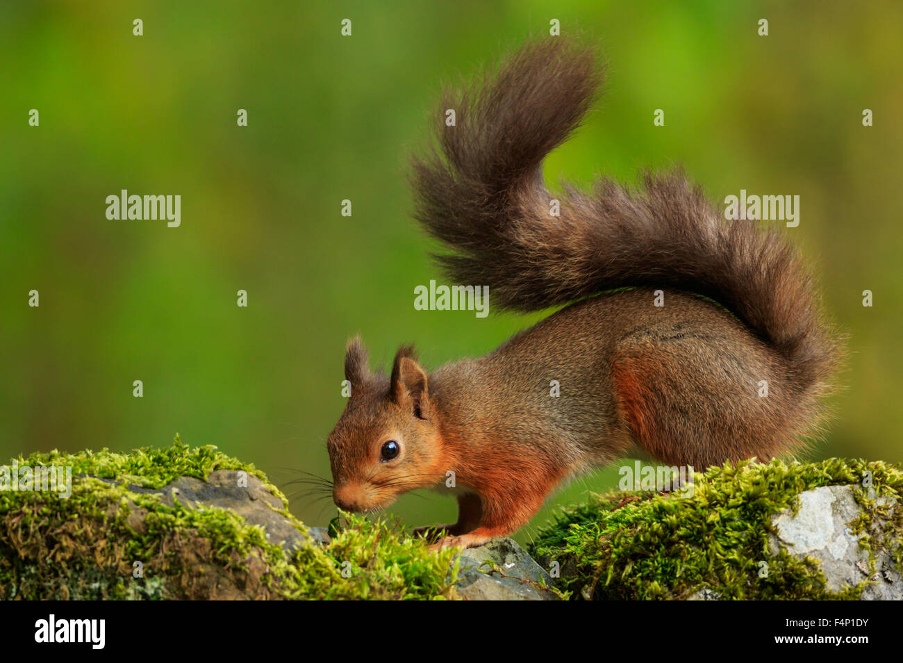 Scoiattolo rosso,Scozia,Ottobre,2015 Foto Stock