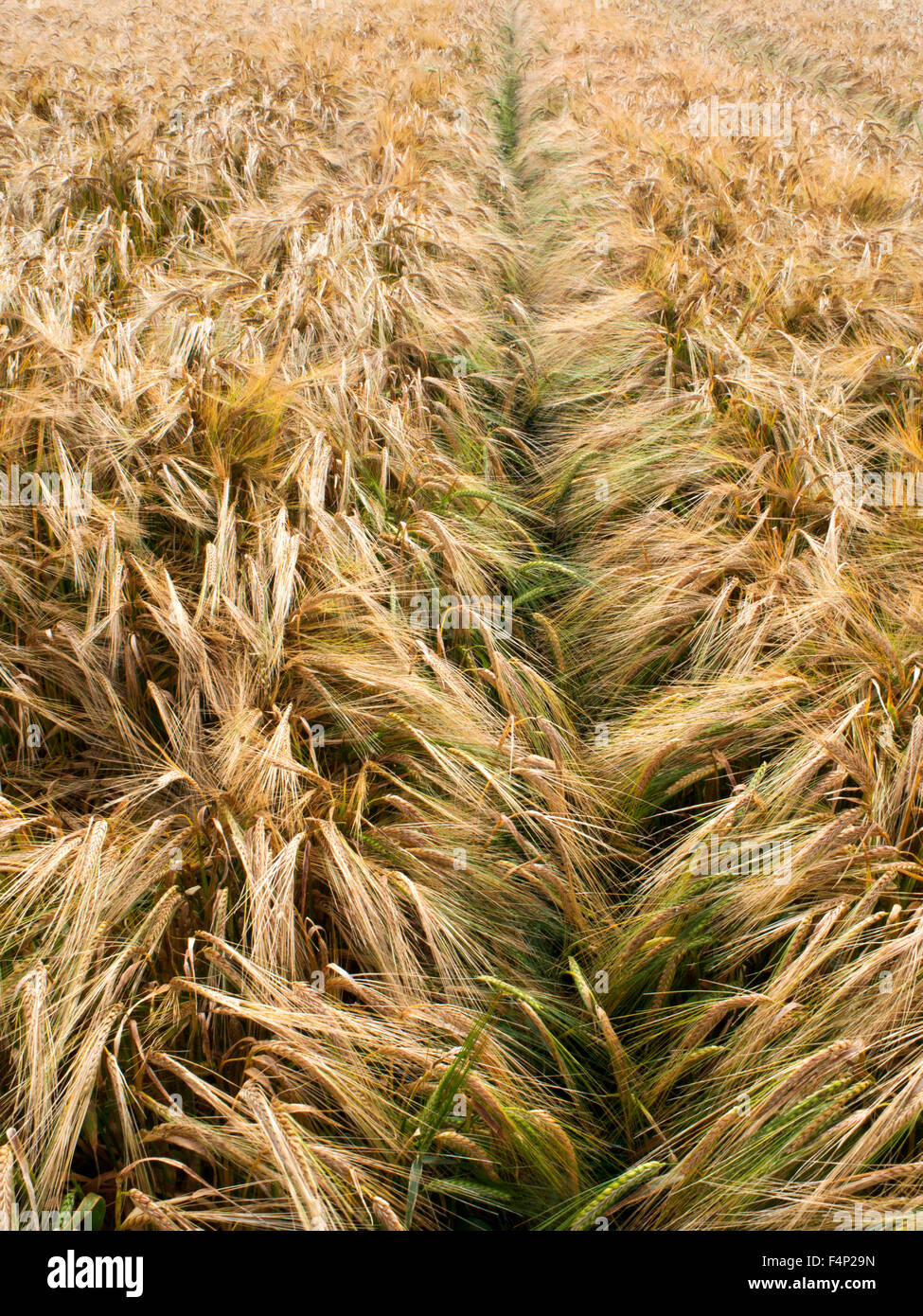 Raccolto di orzo maturazione in un campo vicino a Beadnell Northumberland Inghilterra Foto Stock