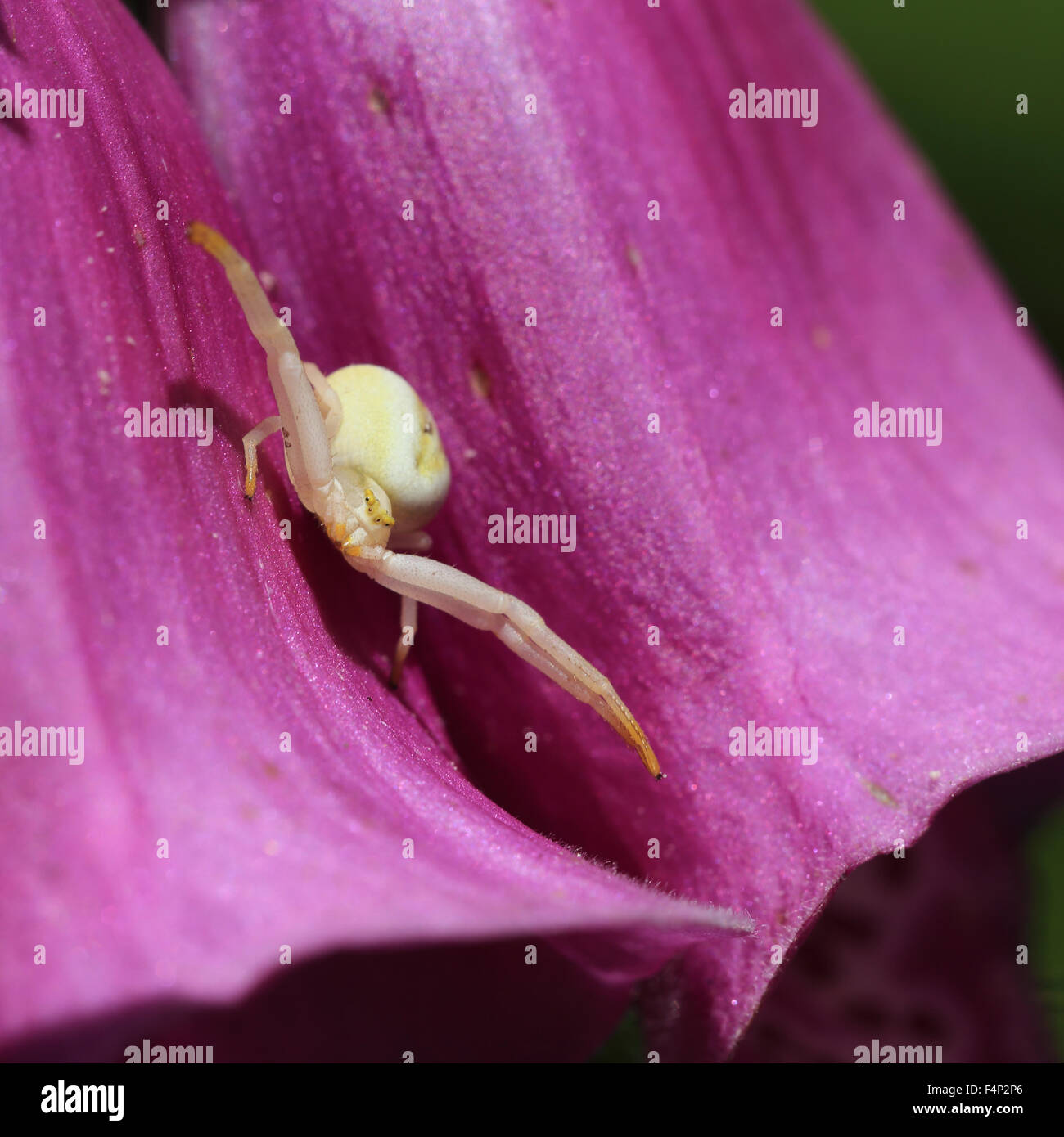 Il ragno granchio (Misumena vatia), forma bianca tra Foxglove fiori, Cornwall, Inghilterra, Regno Unito. Foto Stock