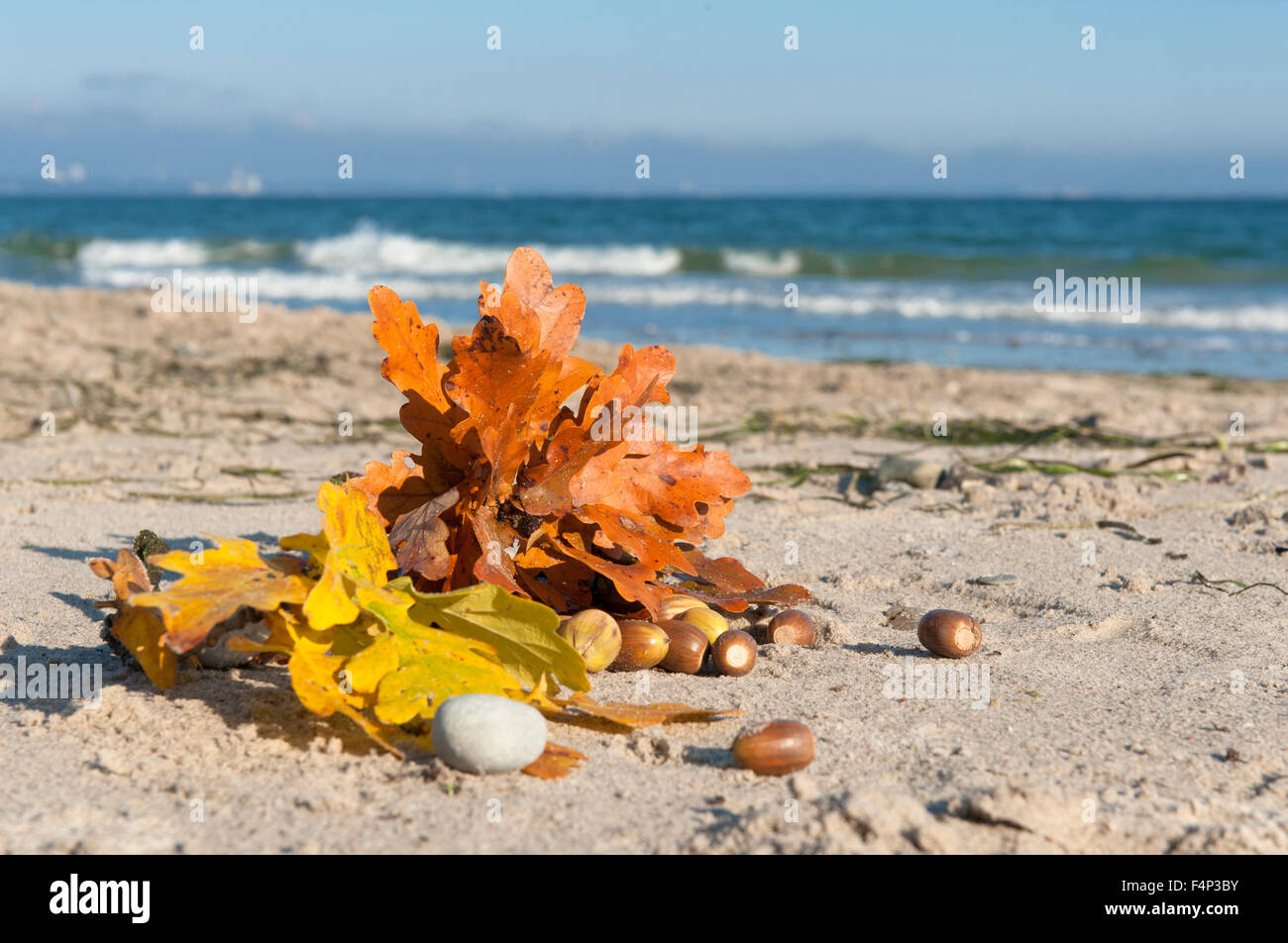 Colorati di foglie di quercia trovata in autunno sulla spiaggia di Timmendorfer Strand, un tedesco del nord stazione balneare sulla costa baltica Foto Stock