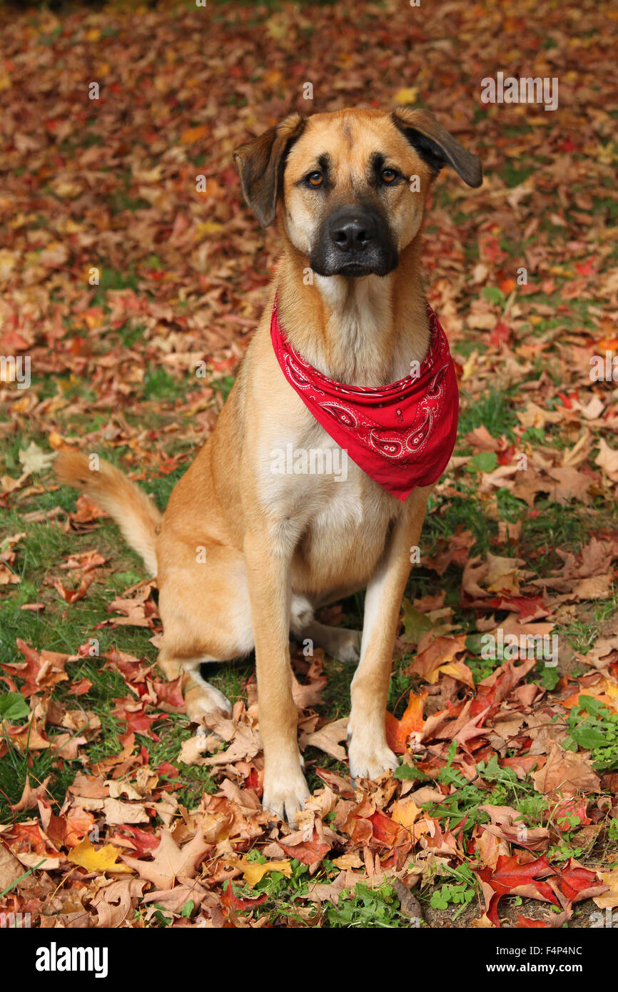 Bel misto di grandi dimensioni Boxer, Retreiver, Sheppard razza cane, con  una sciarpa rossa seduta su un autunno sfondo di foglie cadute Foto stock -  Alamy