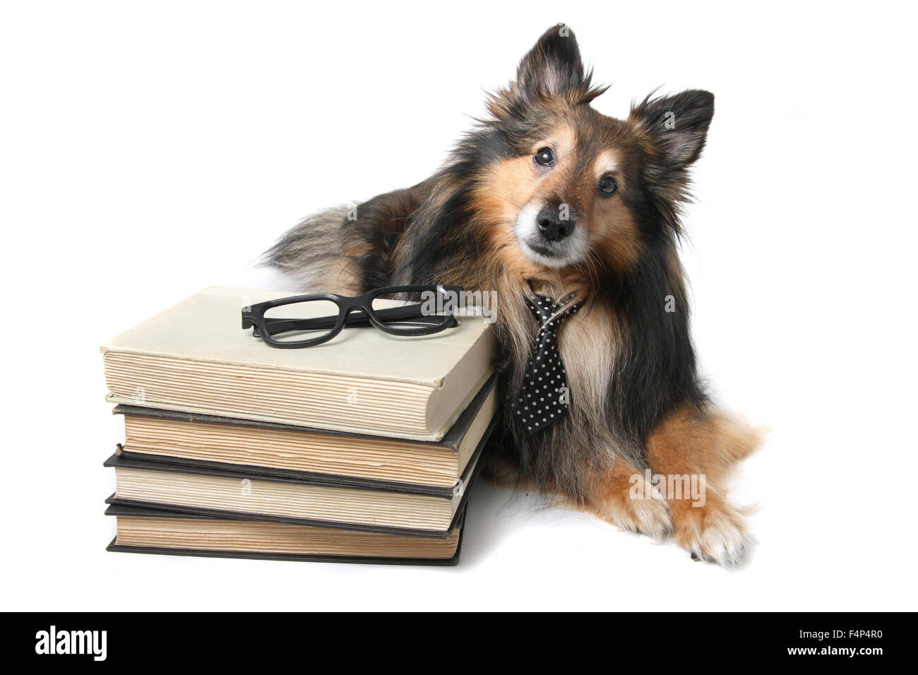 Sheltie o Shetland Sheepdog indossando una cravatta posa da una pila di libri, animale il concetto di istruzione Foto Stock