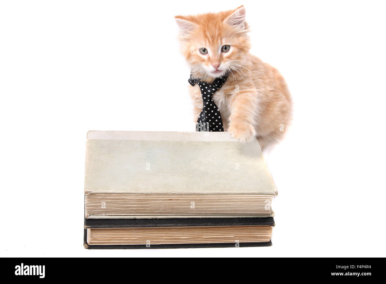 Poco arancio listati gattino indossando una cravatta con la sua zampata su alcuni libri di testo Foto Stock