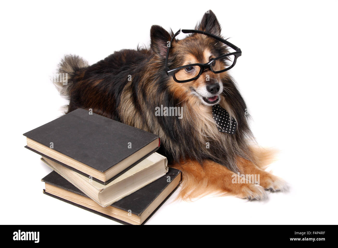 Sheltie o Shetland Sheepdog indossando una cravatta e bicchieri posa da una pila di libri di testo Foto Stock