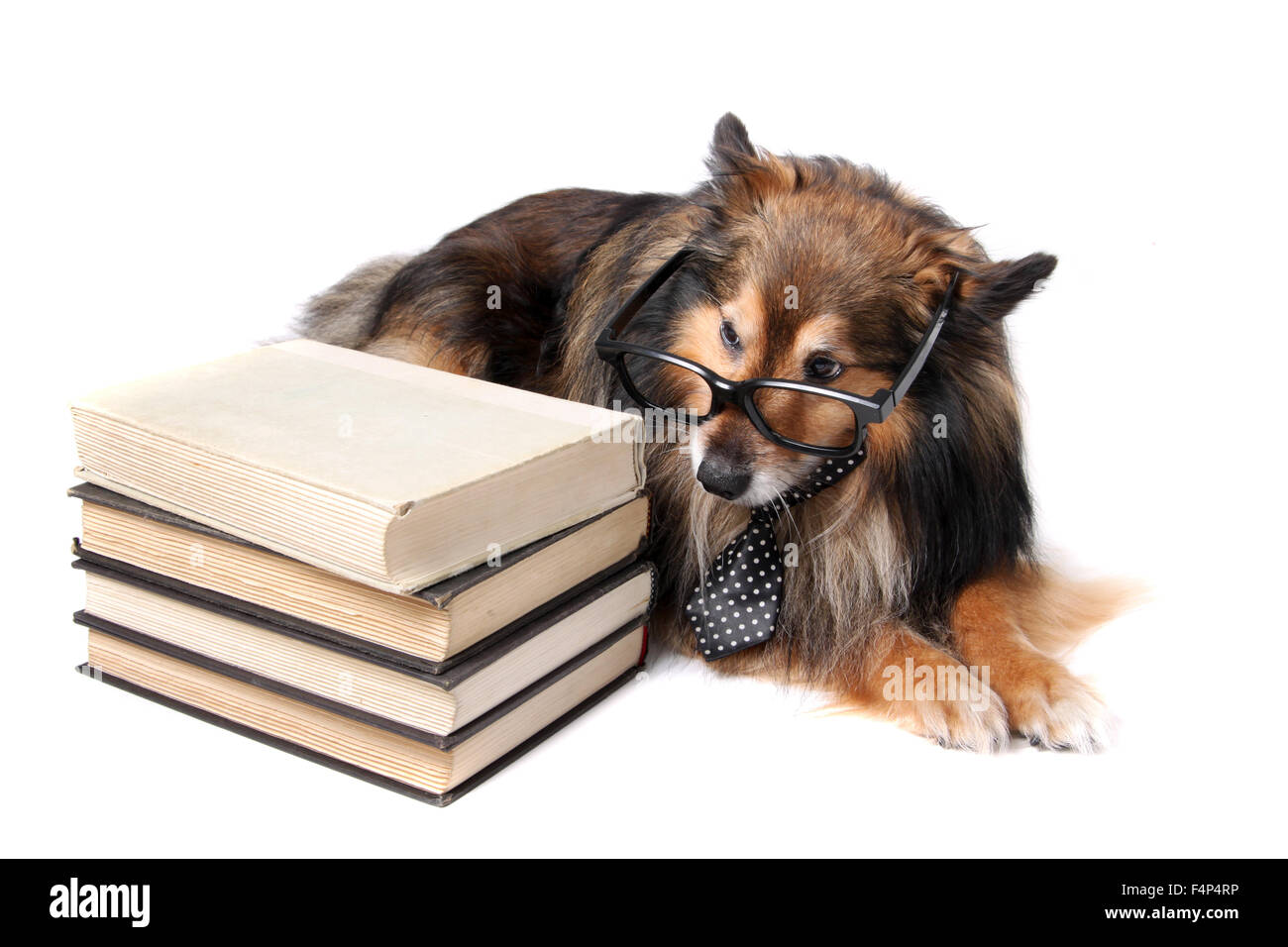 Sheltie o Shetland Sheepdog indossando una cravatta e bicchieri posa da alcuni libri di testo su sfondo bianco Foto Stock