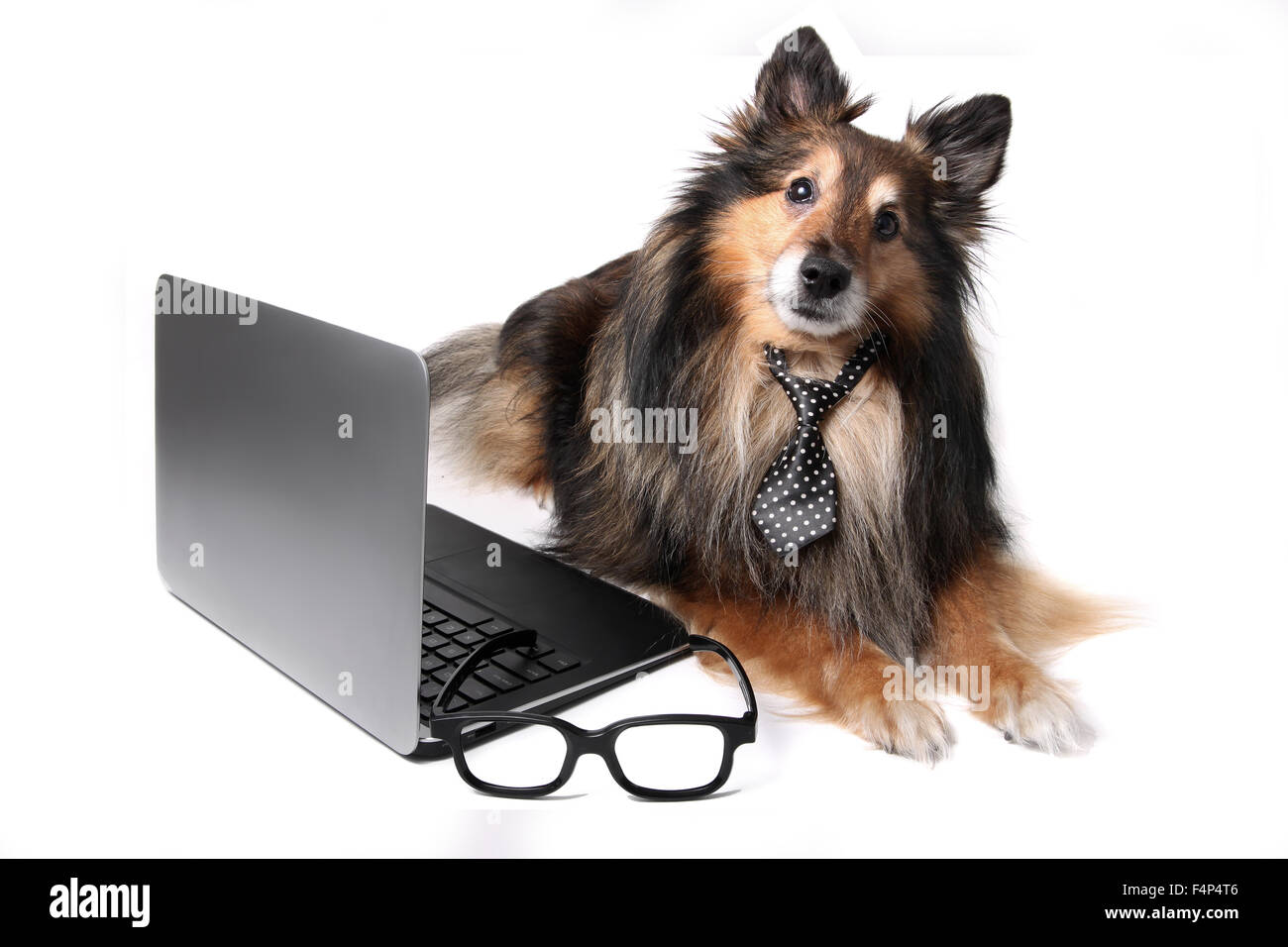 Sheltie o Shetland Sheepdog indossando una cravatta posa da un computer portatile per lavorare presso il concetto di ufficio Foto Stock