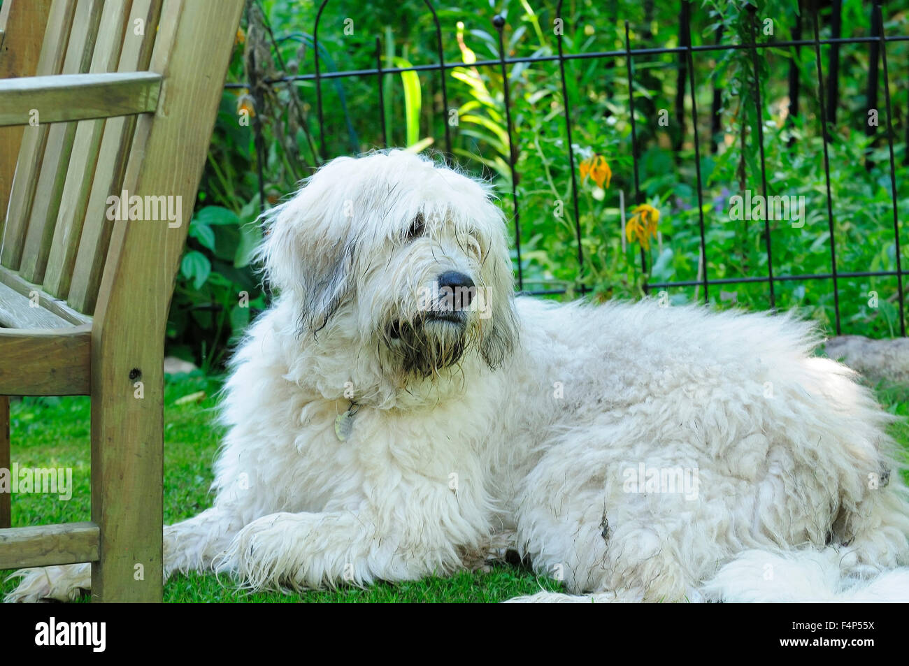 Chloe l'enorme cane è parte Sheppard andaluso e una parte grande Pirenei. Sta prendendo tempo fuori da giocare in un gioco pool. Foto Stock