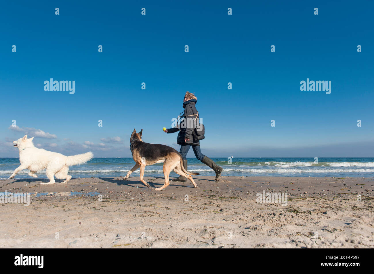 Donna che cammina i suoi cani sulla spiaggia di Timmendorfer Strand, Mar Baltico, Germania settentrionale Foto Stock