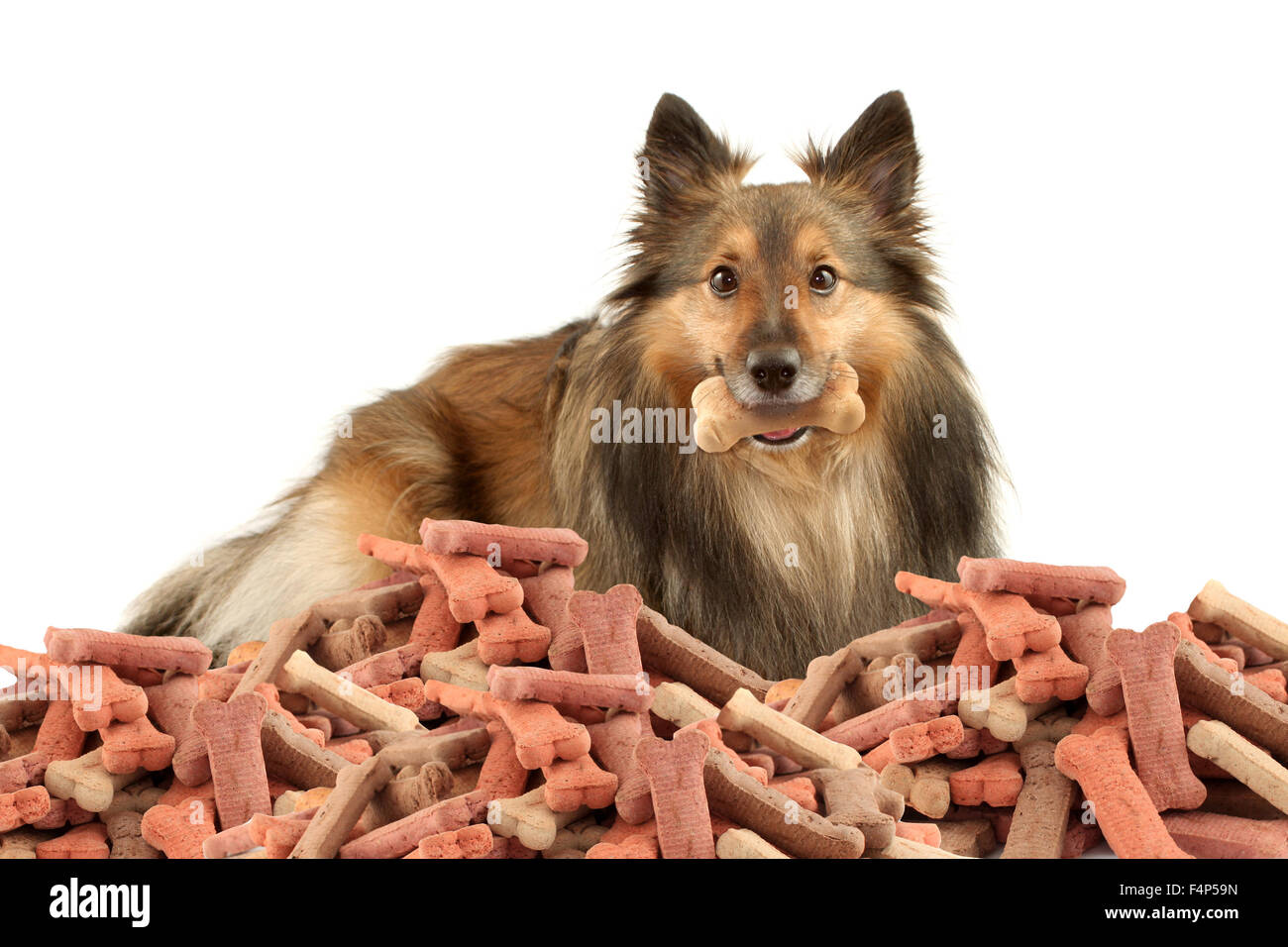 Bellissima pelliccia di razza Shetland Sheepdog noto anche come Sheltie su uno sfondo bianco con osso di cane trattare nella sua bocca e un Foto Stock