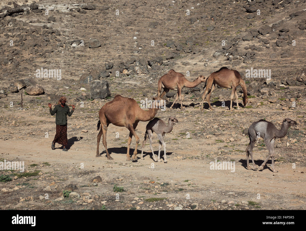 Camel cucine nella regione di Dhofar, Jabal Al Qamar, southern Oman Foto Stock