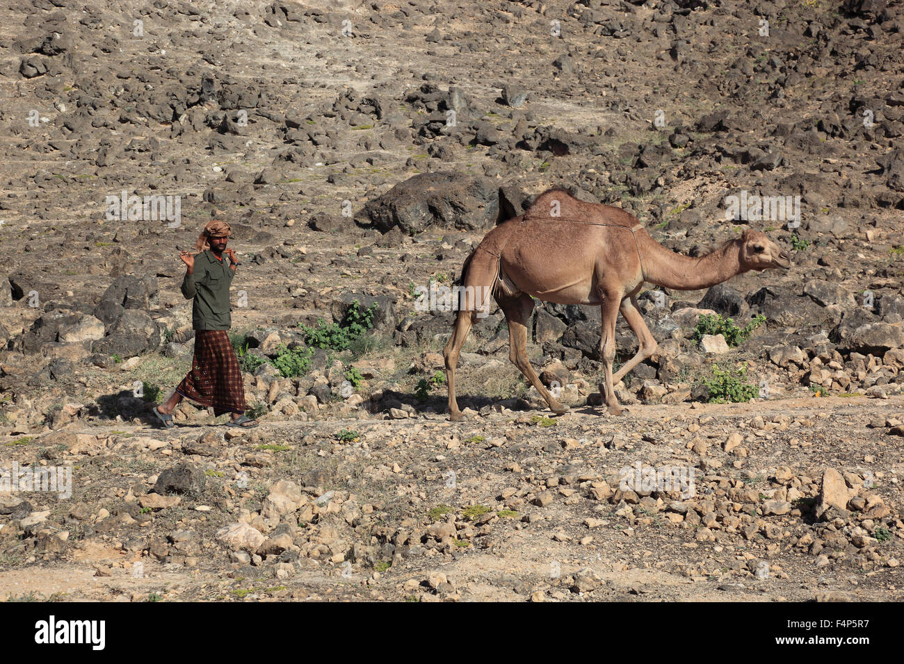 Camel cucine nella regione di Dhofar, Jabal Al Qamar, southern Oman Foto Stock